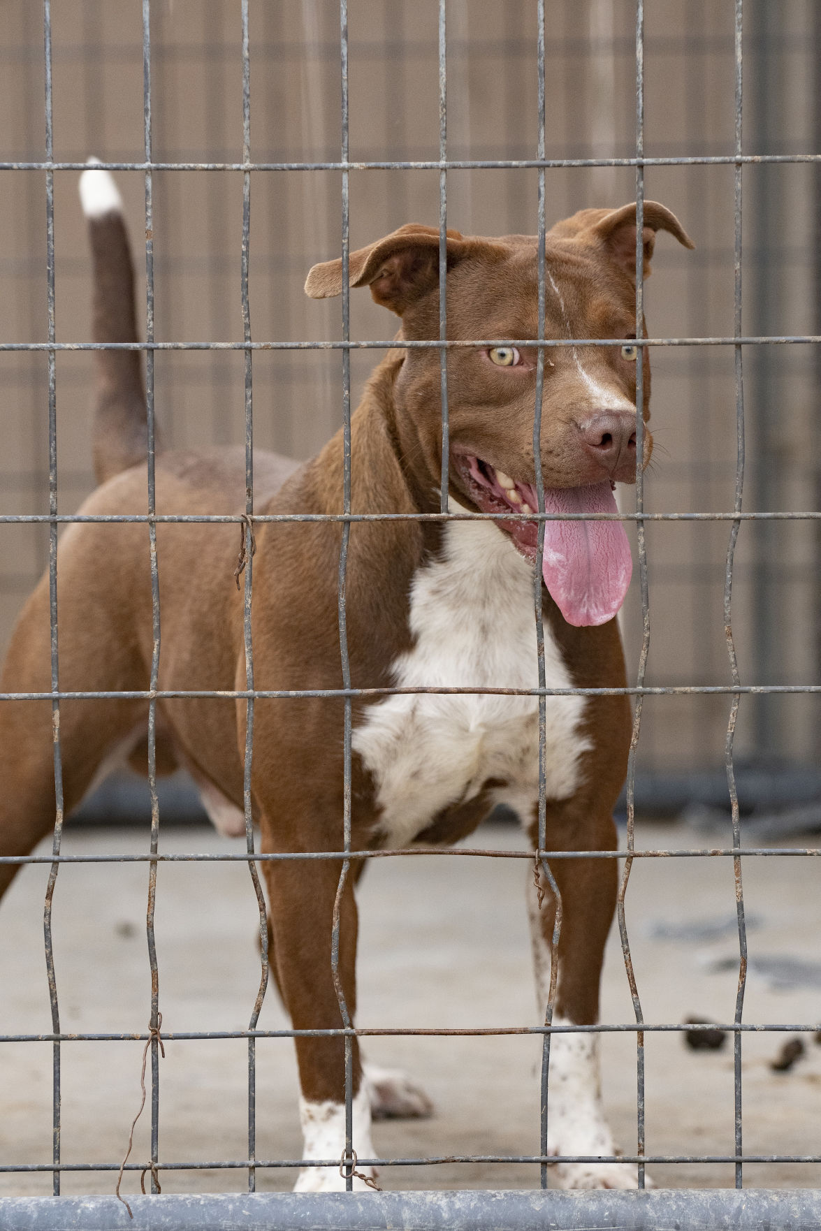 Minidoka Joint Powers Animal Control & Shelter in need